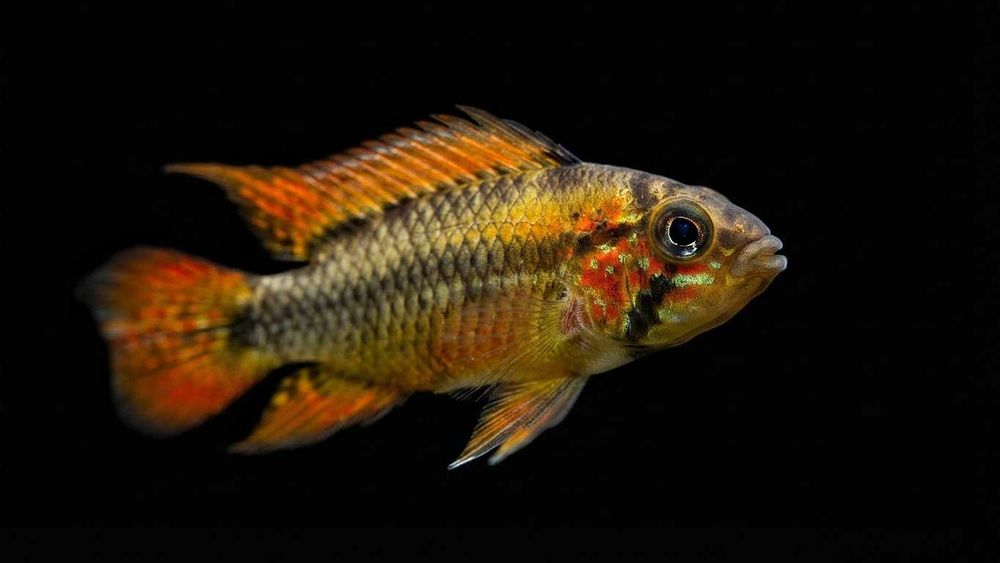 Pielęgniczka Apistogramma Macmasteri