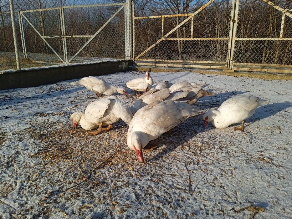 Продам інкубаційне яйце білих мускусів