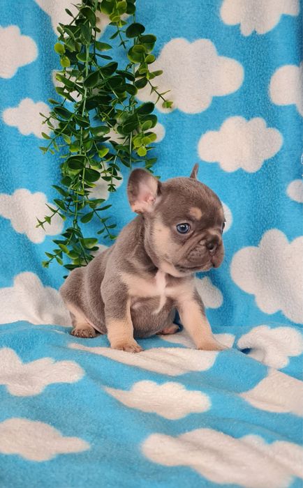 Excelente  blue tan Bulldog/Bouledogue Frances de Qualidade