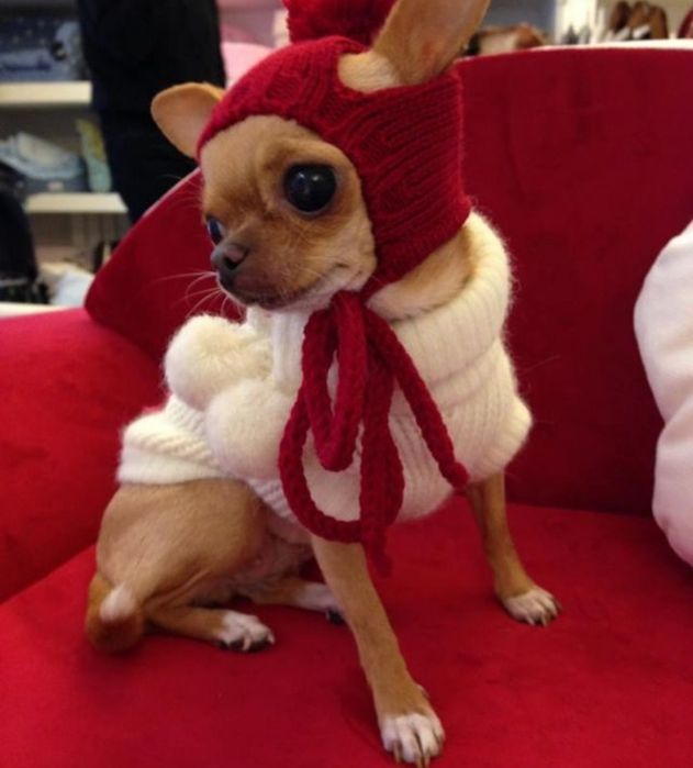 Шапочка для собак