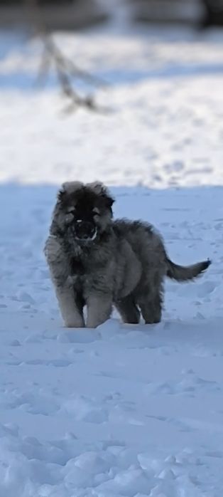 Кавказская овчарка