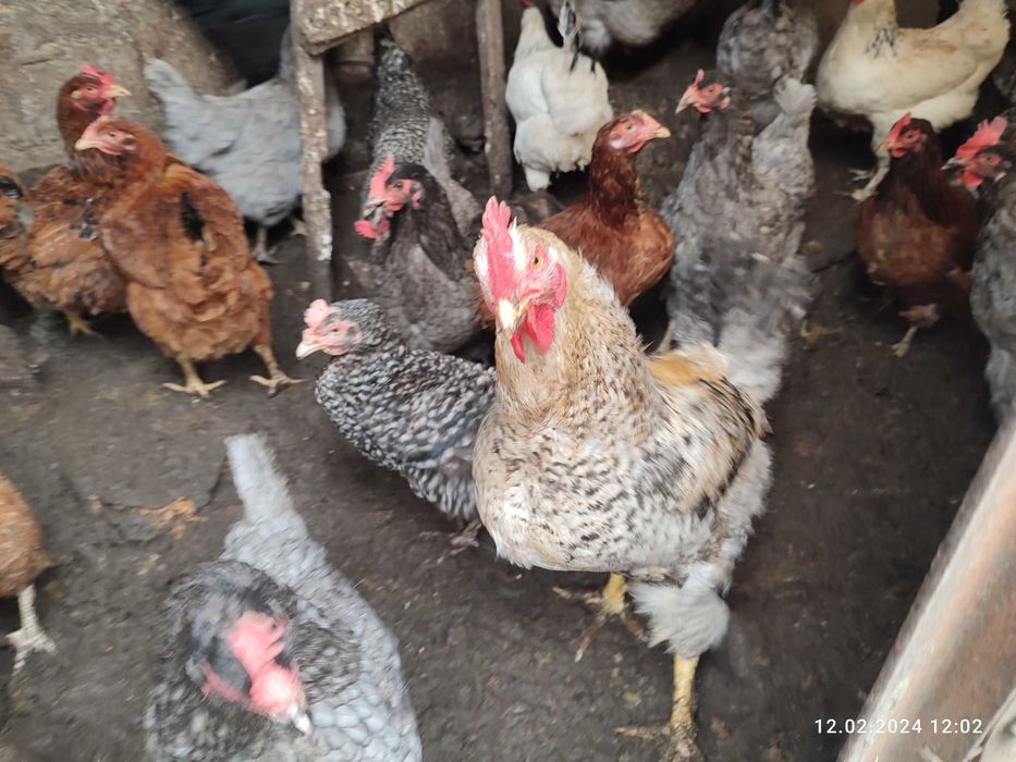 Продам кур - несушек и мясо-яичных пород. Одесса. Малиновский р-н