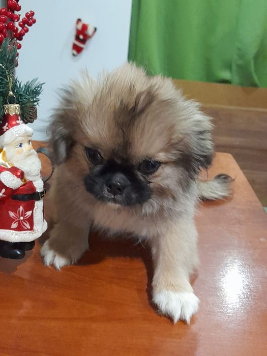 Щенята шукають господарів