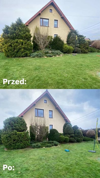 Przycinanie tui, wycinka drzew – DARMOWA WYCENA