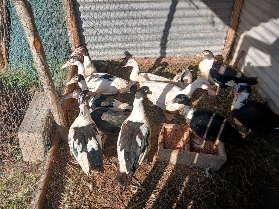 Patos Mudos raça grande