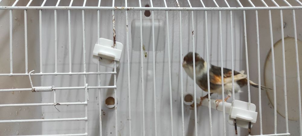 Cedo fêmeas de canário  de 2025