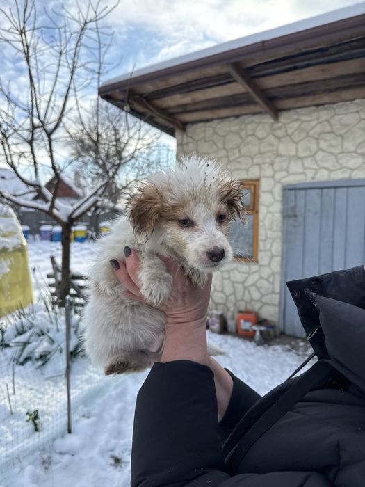 Цуценята шукають дім (від 22.10) - хлопчик