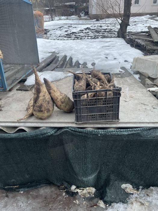 Буряк кормовий впродажі