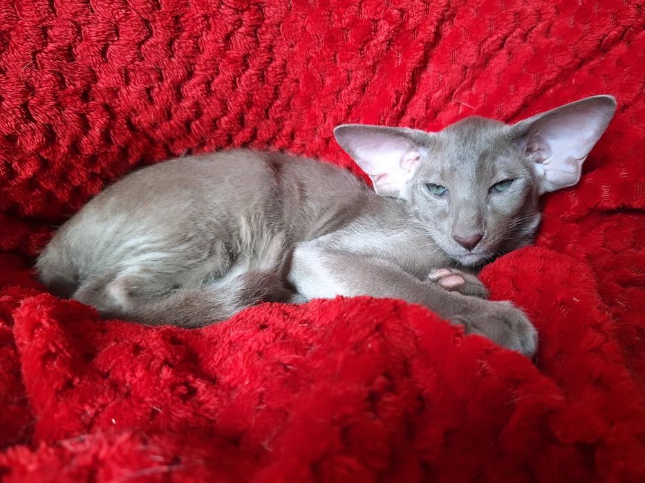 Лиловый ориентальный мальчик