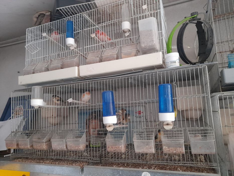 Viveiros duplos para canarios