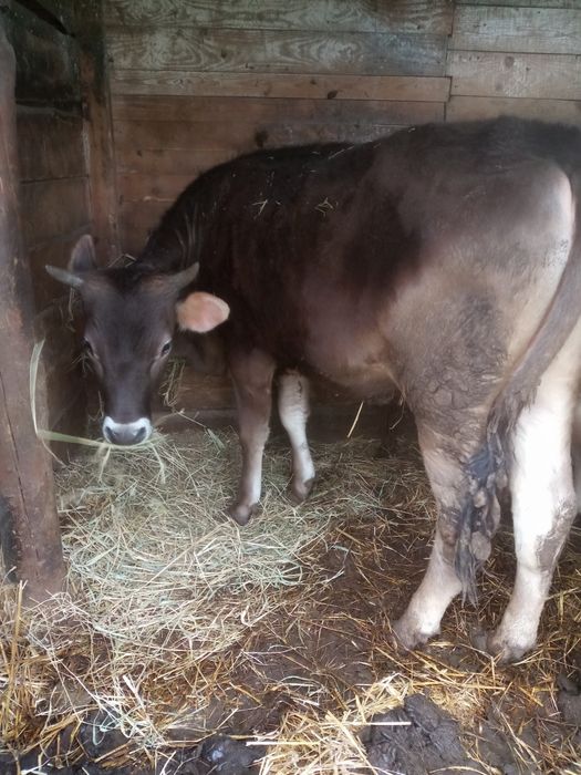 Телиця джерсей+швіц