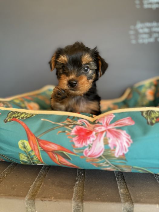 Yorkshirer  linha Russa