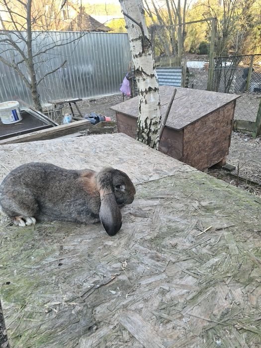 Samica baran francuski 10 miesięcy