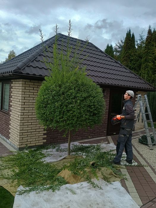 Обрізка плодових дерев ,Формування крони , Омолодження.