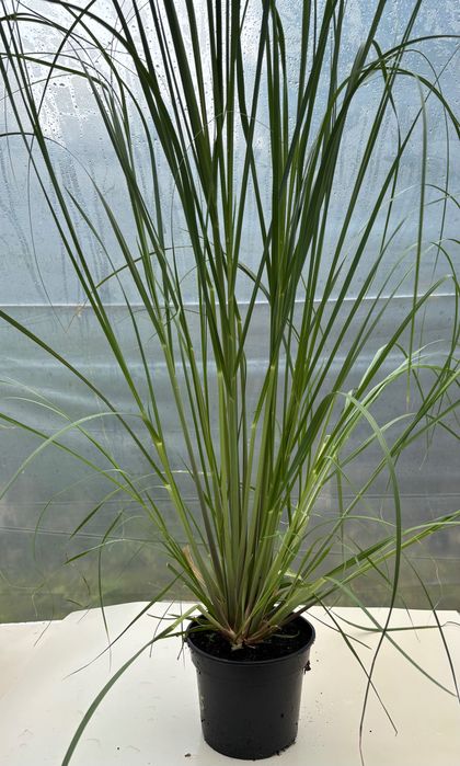 Trawa Pampasowa Biała , Różowa