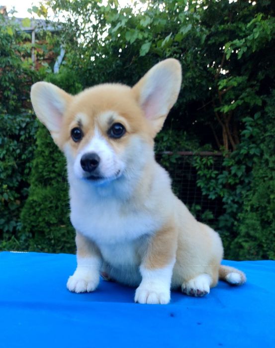 Вельш коргі пемброк. Цуценята