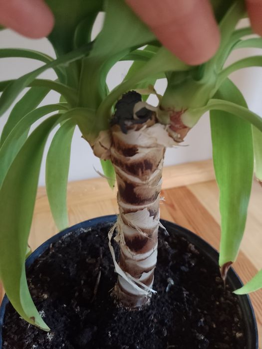 Juka kwiat doniczkowy