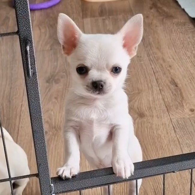 Цуценята Чихуахуа з родоводом КСУ-FCI