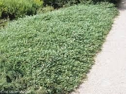 Irga major w doniczkach 2 l okazja