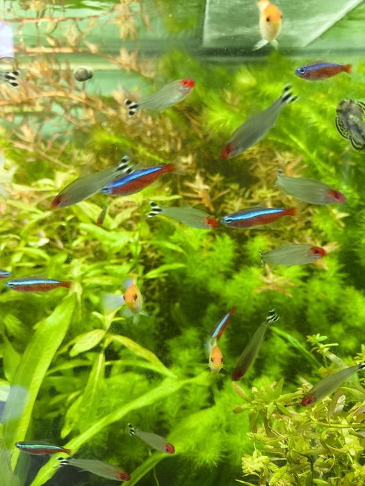 Аквариумные рыбки.