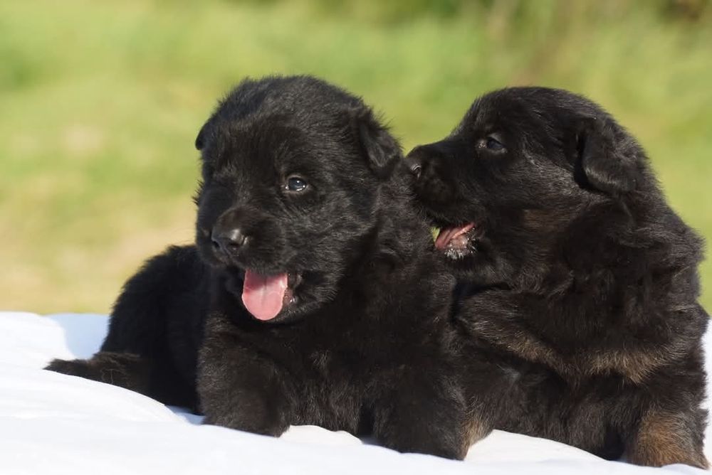 Два черно подпалых мальчика .Длинношерстные.