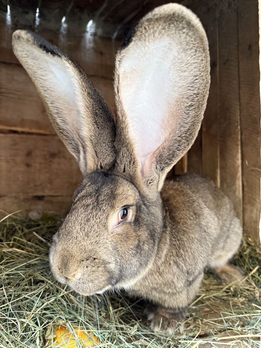 Фландер Європейська шиншила Полтавське срібло Кролі Кроленята