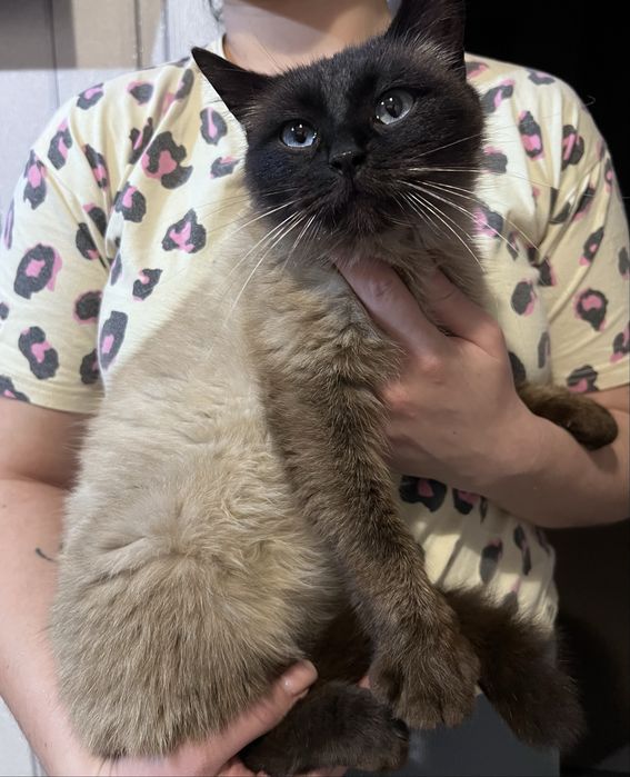 Віддам молоду кішечку