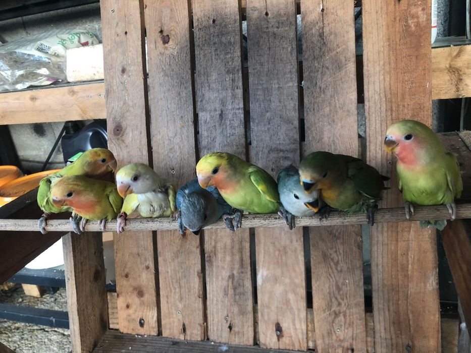 Agapornis domesticados