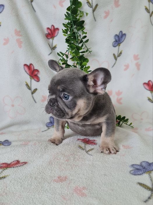 Excelente  blue tan Bulldog/Bouledogue Frances de Qualidade