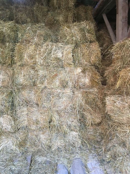 Сіно в тюках ціна 70