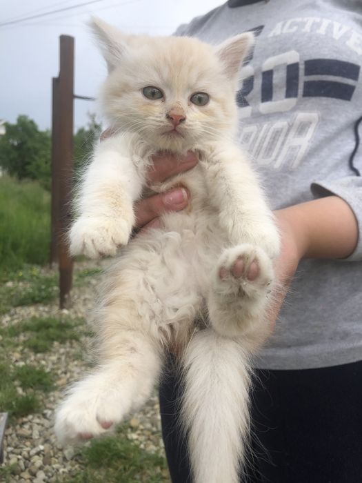 Кошенята/ котики вірні друзі 6 тижнів