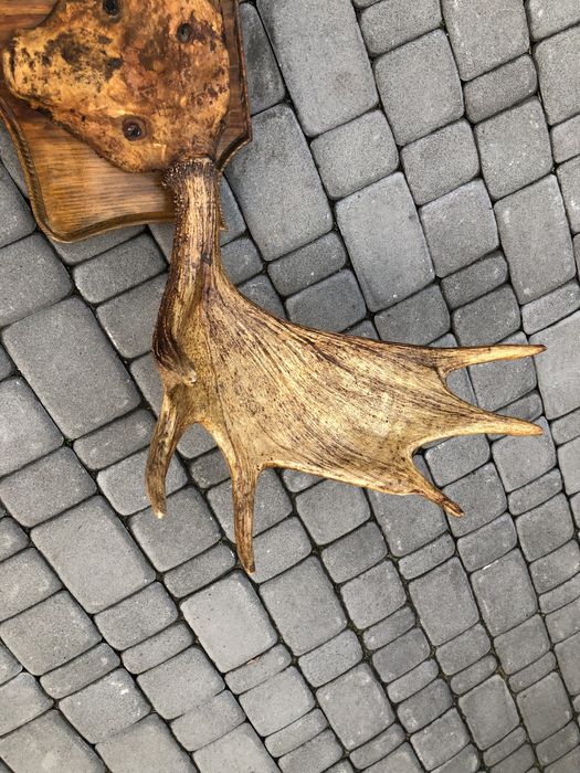 Роги лося, роги на підставці