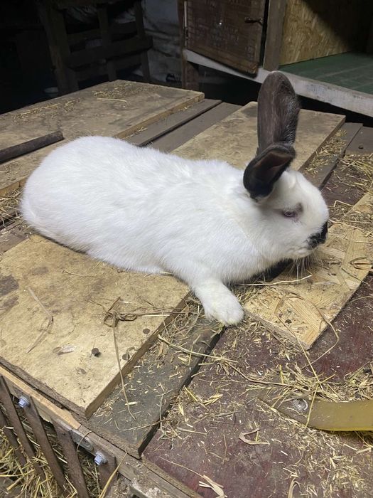 Продам кроликів для парування