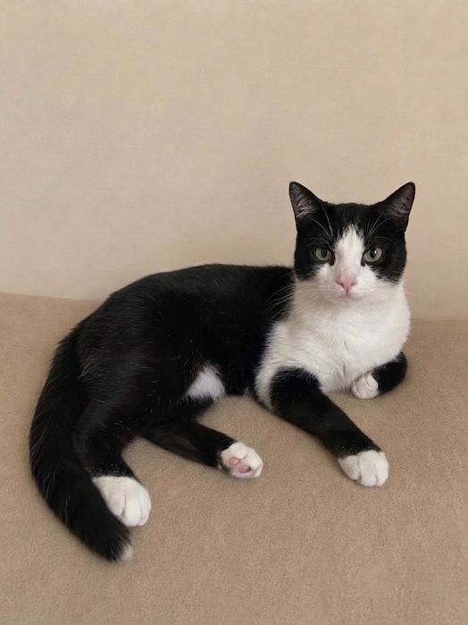 Лагідний котик Чарлі  в пошуках дому ( кіт, котик, котеня, кошеня)