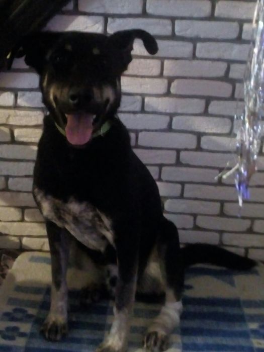 Шукає родину молодий песик