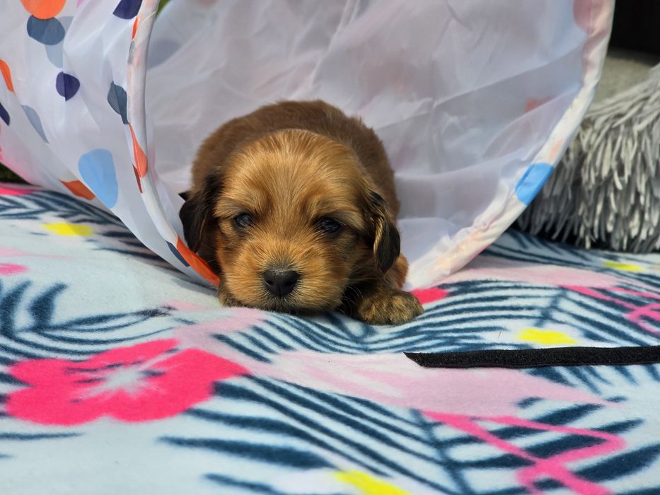 Hawańczyk hawańczyki havanese