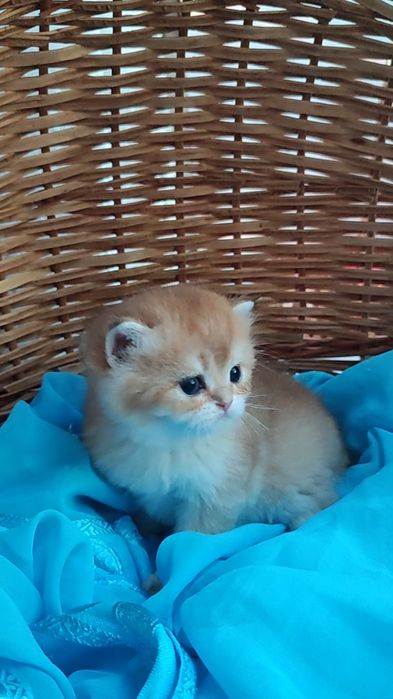 Золотые шиншиллы, мальчик и девочки
