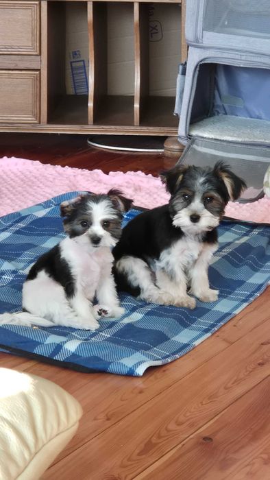 Yorki chlopiec i dziewvzynka