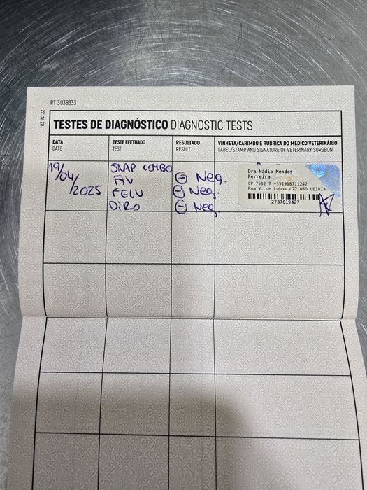 Gatinha Scottish Fold