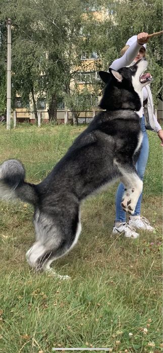 Аляскинский маламут вязка
