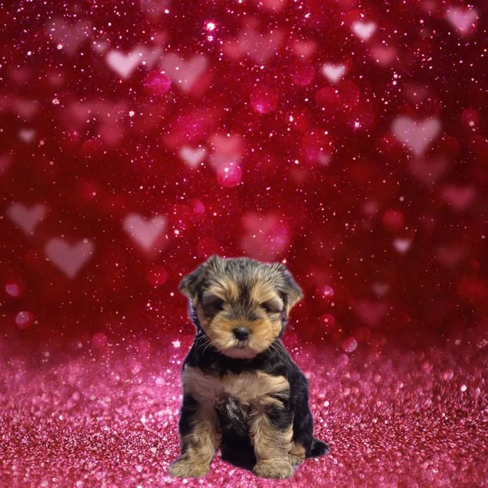 Обаятельная Девочка Йорк