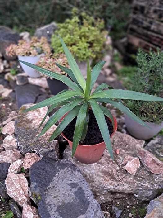 Yuca, Yucca (Iúca),Yucca gigantea