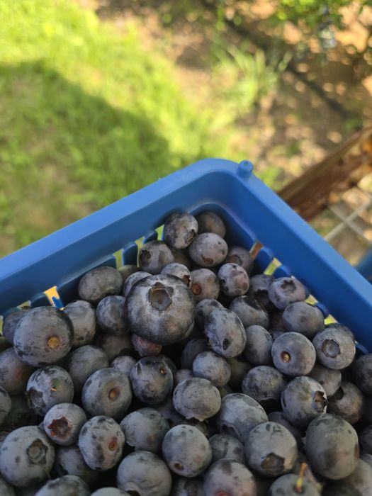 Borówka prosto z plantacji DOWOZIMY