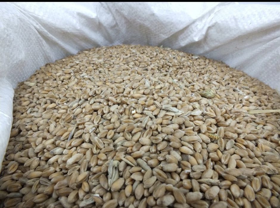 Zboże na cele opałowe (pellet)