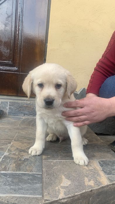 Собачки Лабладори