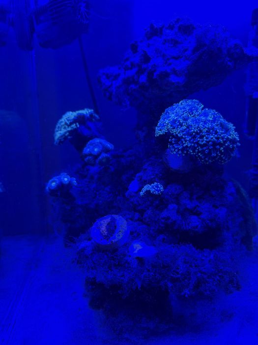 Akwarium morskie 49l