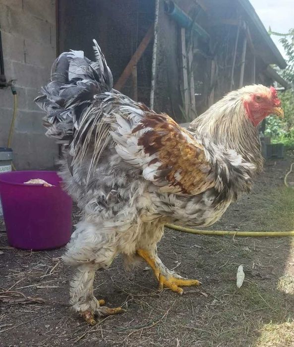 Galo brahma adulto