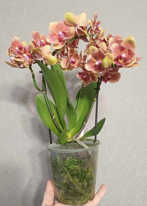 Орхідея метелик Грація