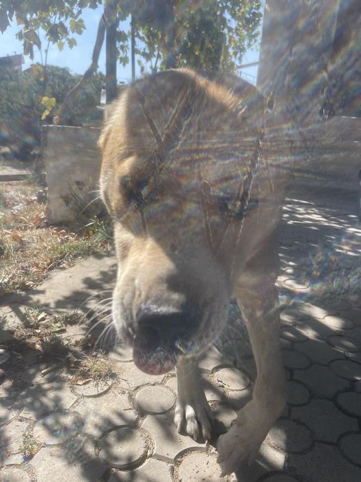 Алабай в добрые руки.