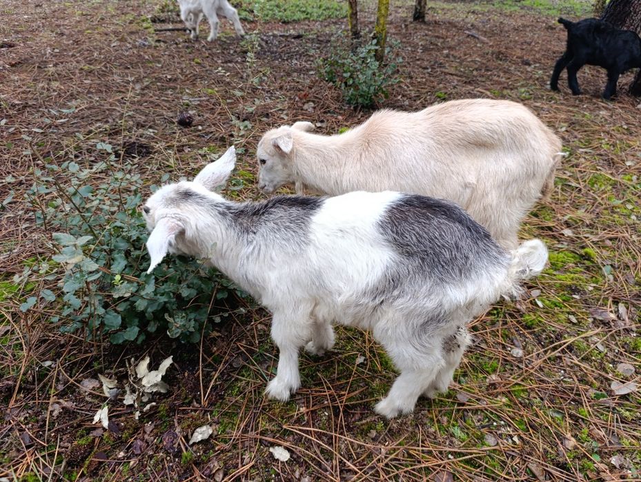 Cabritos Criado Leite